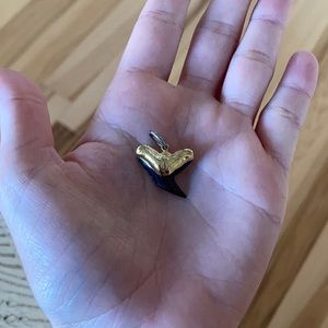 Shark Tooth Pendant